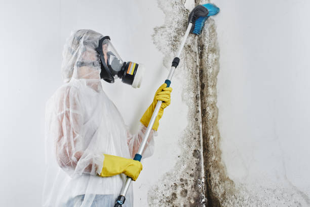 Mold Removal and Inspection in Friday Harbor, WA